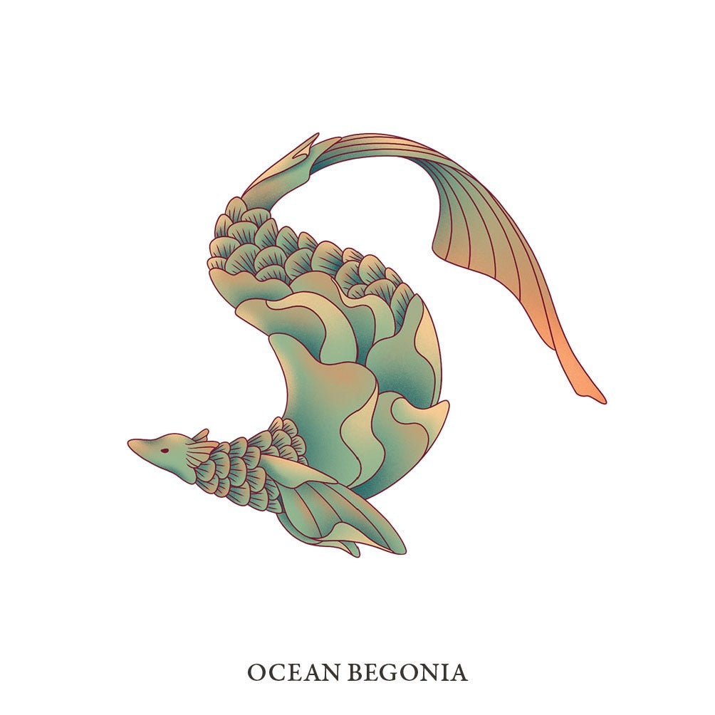 OCEAN BEGONIA